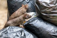 Иностранец пнул крысу в россиянку во время прогулки по городу Европы Иностранец пнул крысу в россиянку во время прогулки по городу Европы