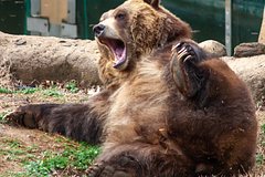 Медведь ворвался в дом россиян в США и разгромил кухню Медведь ворвался в дом россиян в США и разгромил кухню